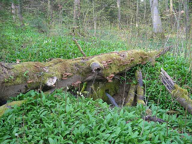 Funghi e vegetazione invasiva